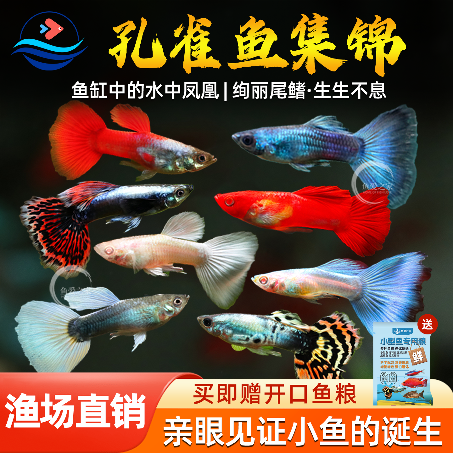 孔雀鱼热带观赏鱼活体小型淡水鱼宝莲灯斑马清道夫红绿灯鱼灯科鱼