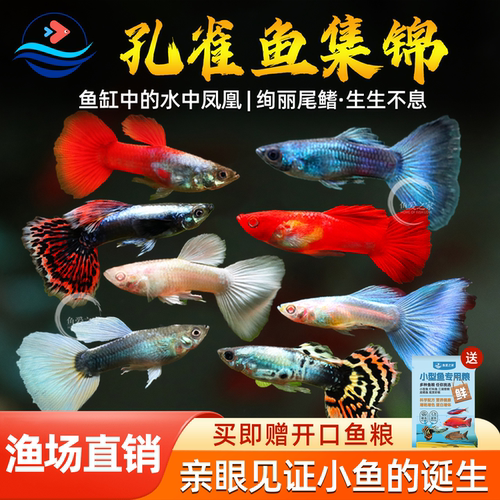 孔雀鱼热带观赏鱼活体小型