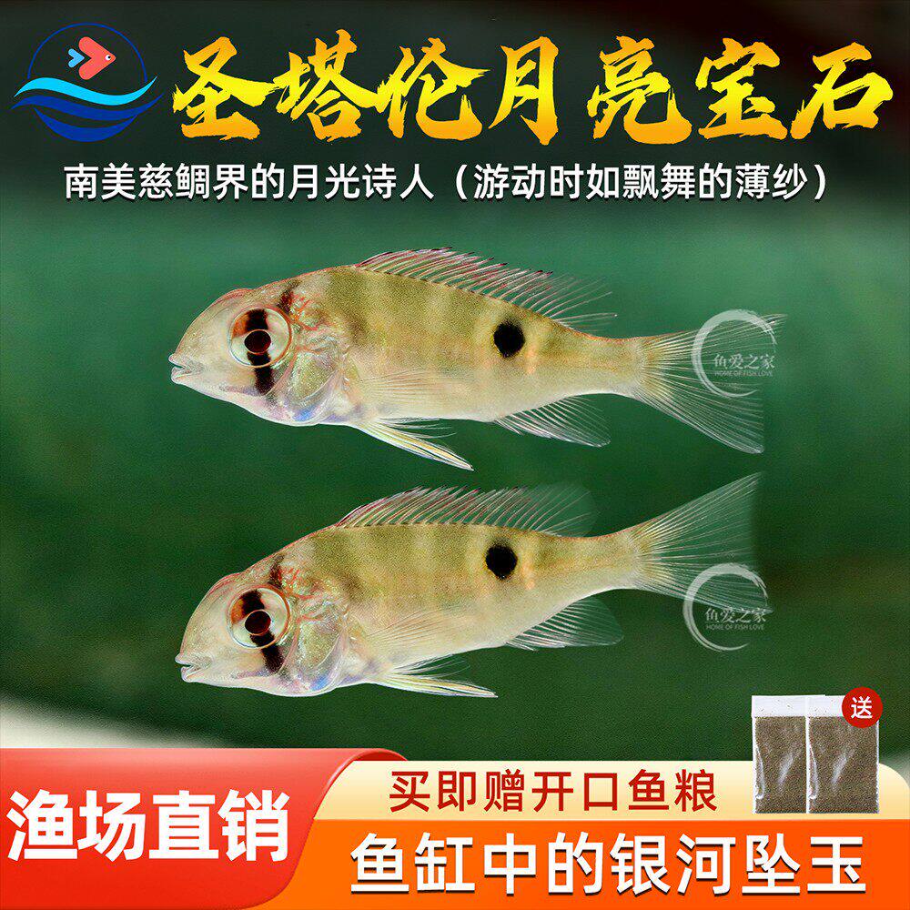 圣塔伦月亮宝石南美慈鲷温顺易养草缸热带鱼观赏鱼好养活体小型鱼