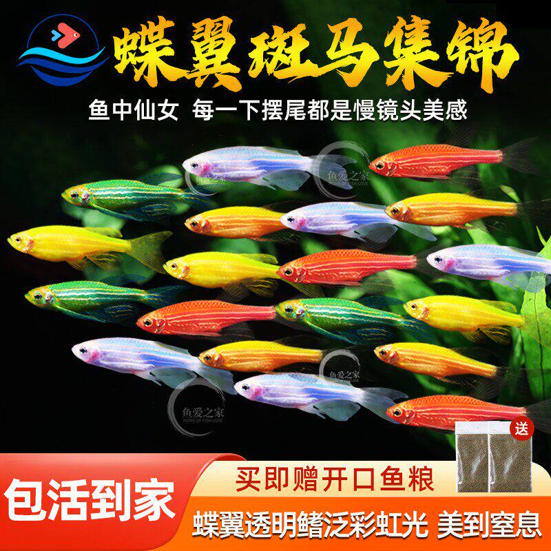蝶翼翡翠斑马鱼长尾长鳍大帆荧光糖果斑马小型热带观赏鱼活体鱼苗