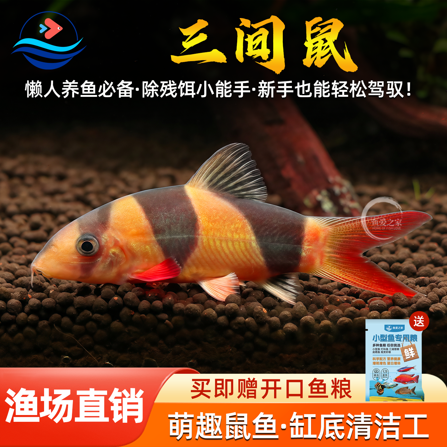 三间鼠种鱼热带观赏鱼清洁工具鱼底层垃圾老鼠吃粪便活体鱼鼠鱼
