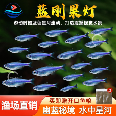 蓝刚果灯鱼活体灯科鱼观赏鱼