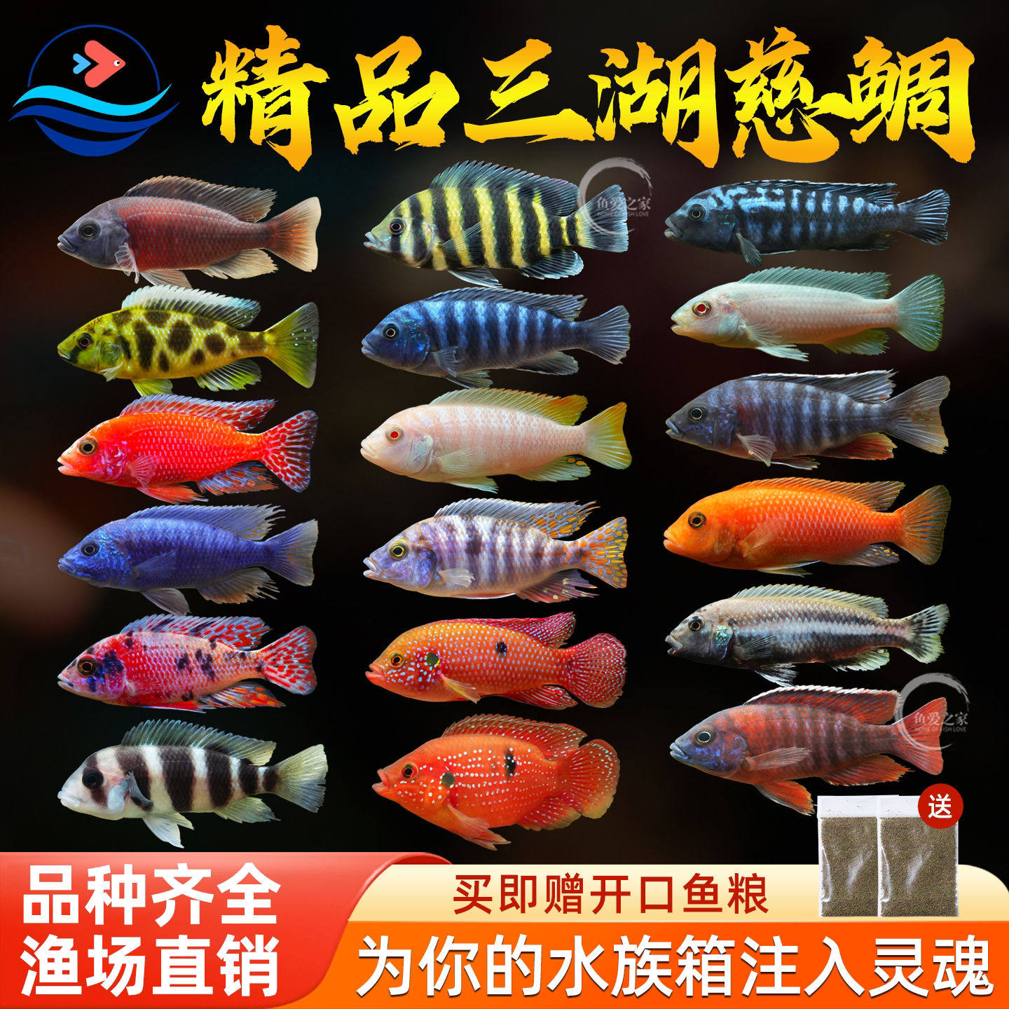 三湖慈鲷鱼热带观赏鱼中小型淡水耐养易活马鲷坦鲷小鲷鱼鱼缸活体