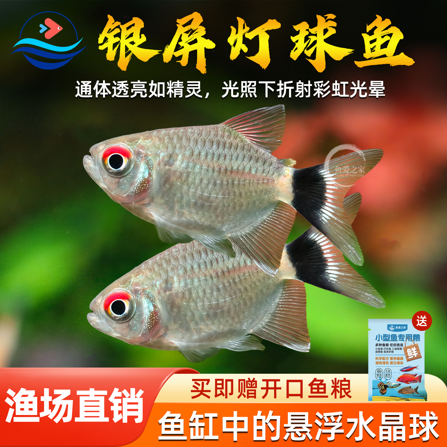 银屏球灯鱼头尾灯球银屏灯鱼小型热带灯科群游鱼观赏鱼新手易饲养