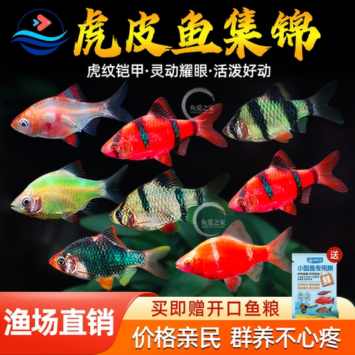 虎皮鱼热带鱼新手好养