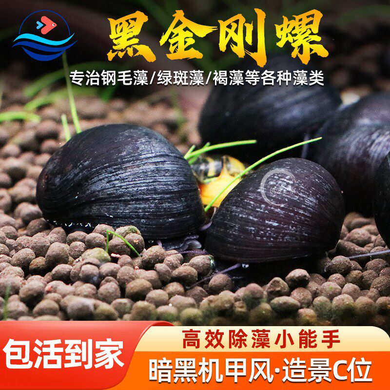 热带观赏活体清洁草缸不吃水草图片