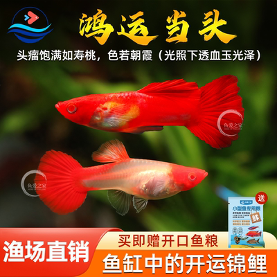 鸿运当头孔雀鱼红头凤尾鱼