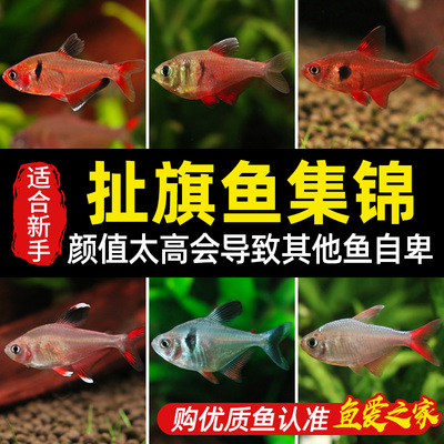 南美小型鱼观赏鱼红勾玫瑰草缸灯