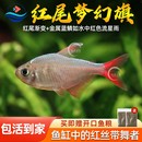 哥伦比亚梦幻扯旗鱼热带鱼观赏鱼淡水新手好养易活草缸群游灯科鱼