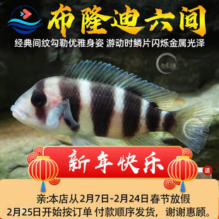 三湖慈鲷鱼布隆迪六间鱼鹅头皇冠坦鲷鱼缸活体热带观赏宠物小型鱼