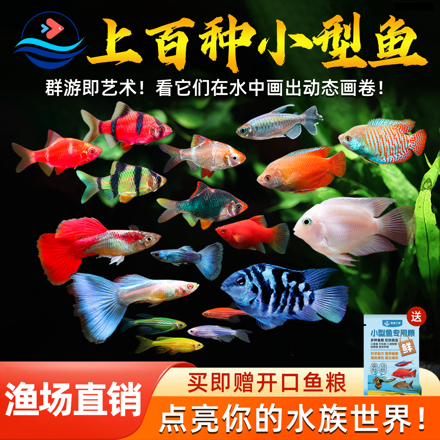 小型观赏鱼活鱼热带淡水耐活好养斑马鱼孔雀天使鱼练手爆缸小鱼苗