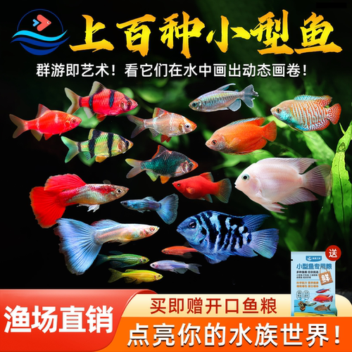 小型观赏鱼活鱼热带淡水耐活好养