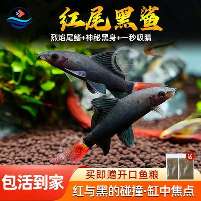 红尾黑鲨鱼淡水热带鱼除藻