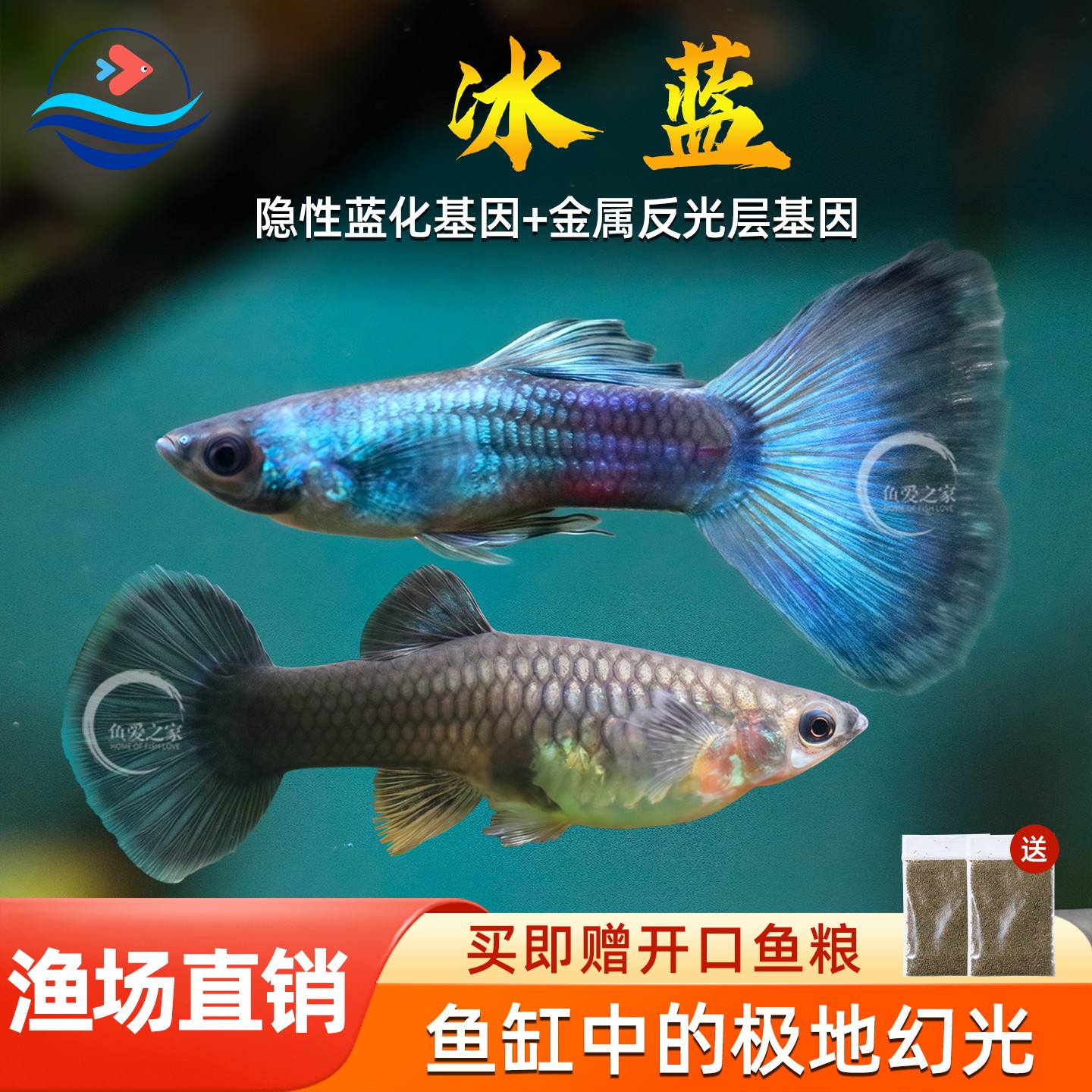 冰蓝孔雀鱼热带纯种活体蓝礼服