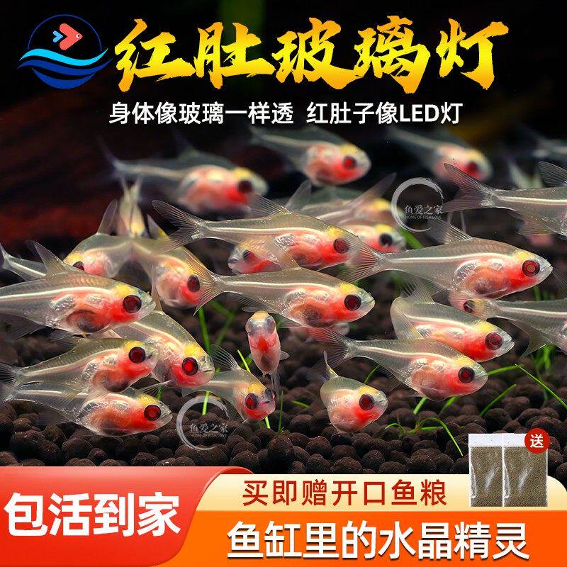 红肚玻璃鱼红肚皮热带观赏鱼活体透明鱼混养耐活鱼缸淡水灯科小鱼