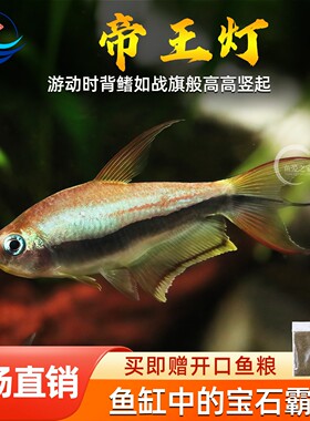 帝王灯鱼热带鱼三叉尾小型黄金红尾黑帝王灯草缸淡水蓝国王群游鱼