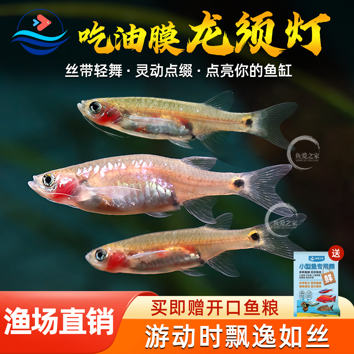龙须灯鱼活体热带鱼草缸鱼除油膜好养观赏鱼灯科鱼小型淡水上层鱼