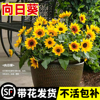 光辉岁月向日葵盆栽带花苞小苗四季开花向日葵室内外阳台绿植花卉