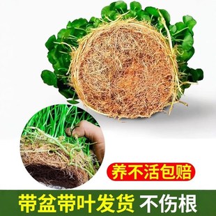 好养土培室内盆栽大叶金钱草铜钱 带叶铜钱草小绿植水培植物u四季