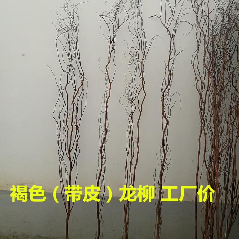 龙柳 龙柳干枝假树枝褐色棕色带皮龙柳装饰隔断橱窗装饰天然树枝