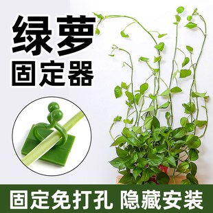 绿箩爬上神器绿植架墙上挂钩粘绿萝卡扣花夹R子定型爬藤固定器