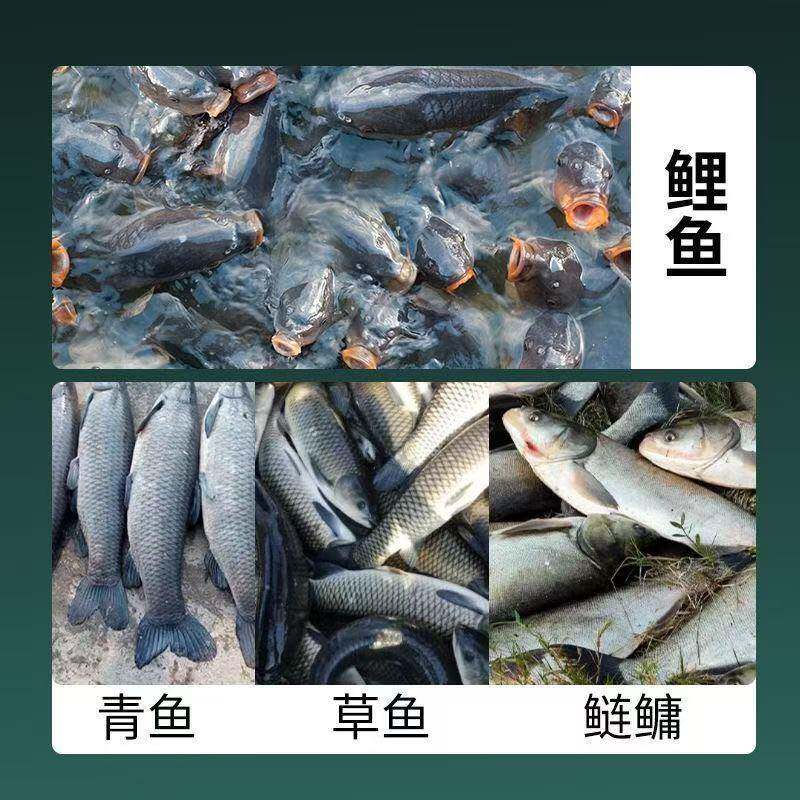午时鱼青草鲤方块饵抛竿海竿物鲢鳙野鲤草鱼通爆炸翻板钩饵料跨境