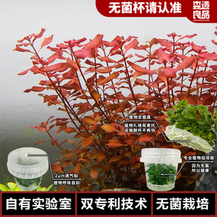 紫红丁香无菌杯水草水族鱼缸生态缸造景水草后景阳性装饰景观水草