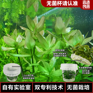 绿虎耳无菌杯水草水族鱼缸生态缸造景水草后景阳性生态装饰水草