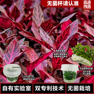 豹纹血心兰无菌杯水草水族鱼缸生态缸造景水草中景阳性装饰水草