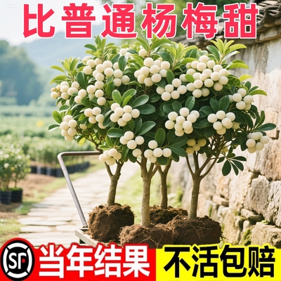 仙居东魁杨梅树树苗南方嫁接水晶水果树果苗早熟特大东槐当年结果