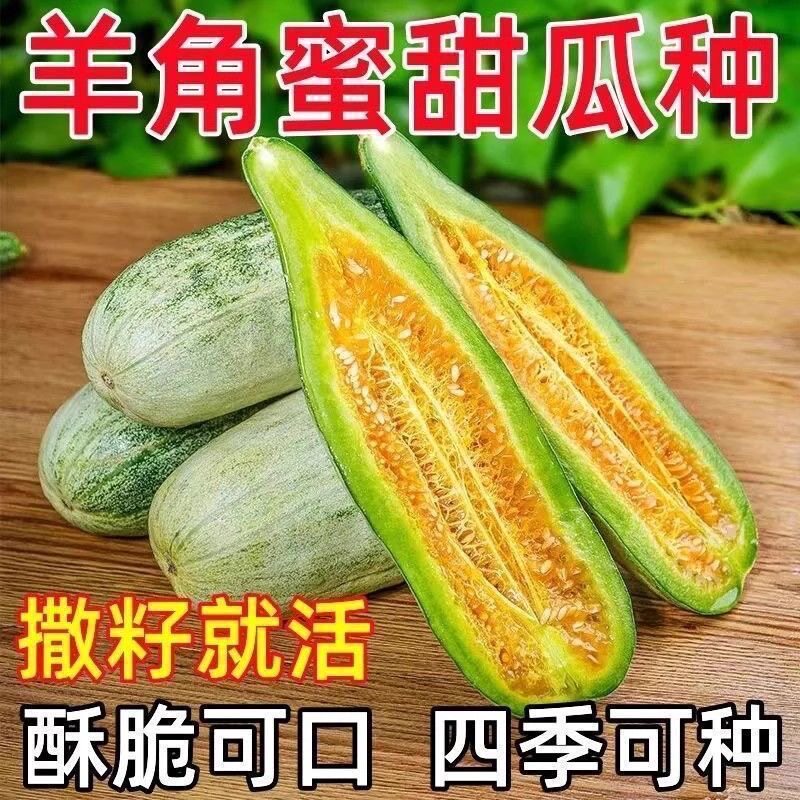 甜脆羊角蜜甜瓜种子原装香瓜四季高产羊角酥种子阳台盆栽水果种子