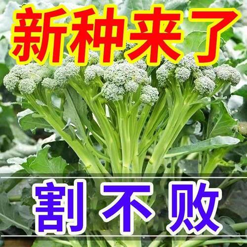 西兰苔种子农科院蔬菜种籽四季春季可种菜园阳台盆栽庭院包活高产