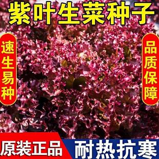 汉堡沙拉紫叶生菜种子紫红色易种生菜籽春秋农家田园庭院蔬菜种孑