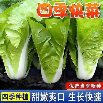 速生快菜种子四季奶油鲜