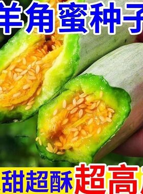 羊角蜜甜瓜种子高产新鲜羊角酥香瓜甜瓜种子羊角甜瓜四季种子大全