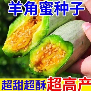 羊角蜜甜瓜种子高产新鲜羊角酥香瓜甜瓜种子羊角甜瓜四季种子大全
