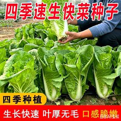 速生快菜四季奶油小白菜