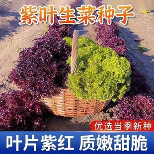 正品紫叶生菜种子四季紫色沙拉菜种子四季种植耐寒热庭院蔬菜种子