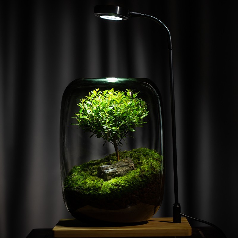 【生命之树】创意桌面苔藓微景观成品盆景好养鲜活绿植生态瓶盆栽