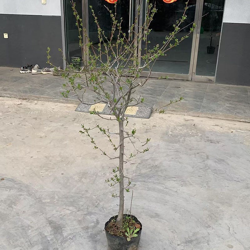 垂丝海棠花树苗盆栽带花苞原盆原土发货好养当年开花庭院