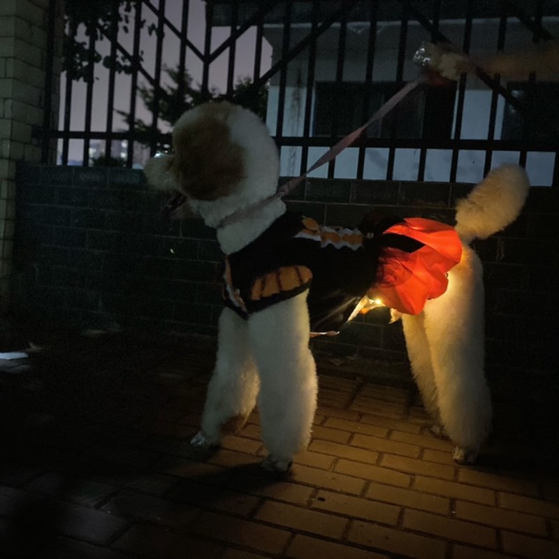 万圣节中大型犬南瓜裙金毛拉多阿拉衣服松狮巨贵裙子大狗蓬蓬裙子