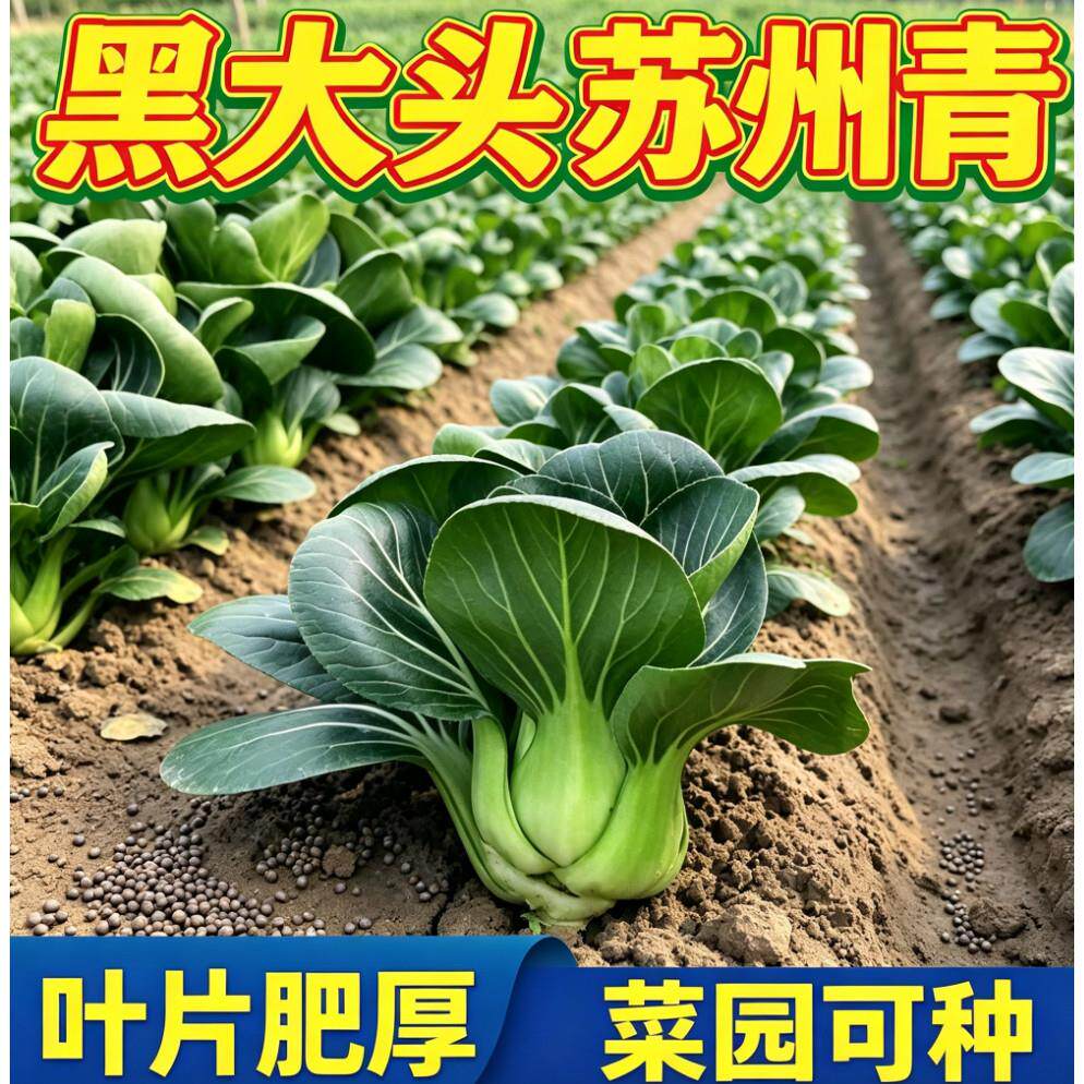 黑甜糯黑大头黑种子叶矮