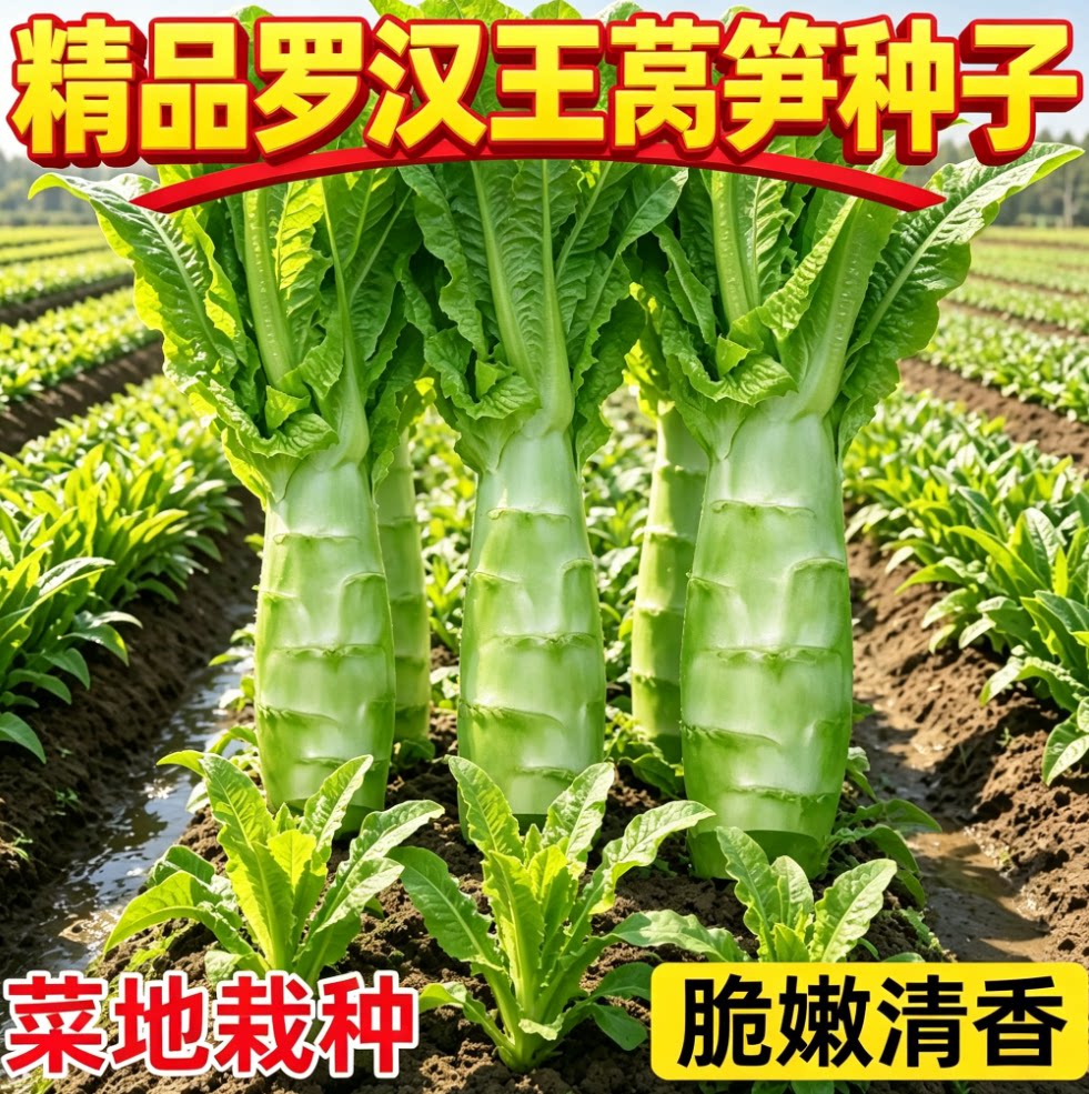 罗汉莴笋种子四季圆叶竹节短粗鸡腿莴笋种籽耐热农家蔬菜种孑