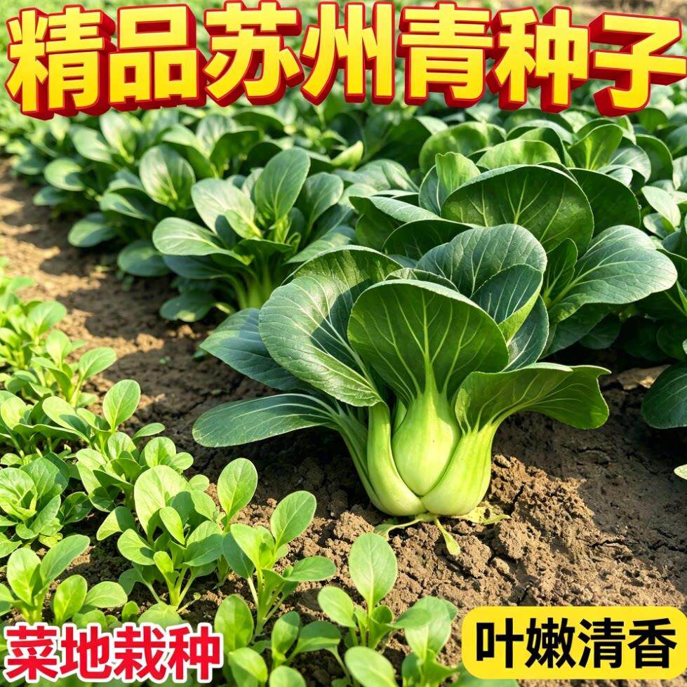 正宗苏州青种子黑大头黑