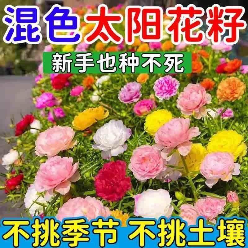 太阳花混色花籽种子孑大花马齿苋四季易种室内外阳台盆栽花卉花籽