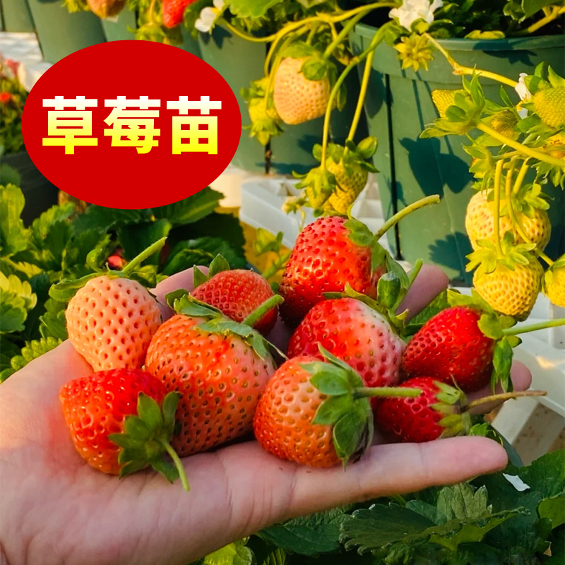 奶油草莓苗盆栽带盆带土桃熏天使红颜四季结果南方阳台露天种植苗