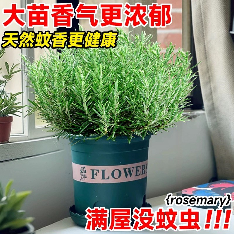 迷迭香盆栽可食用蛋糕装饰家庭室内卧室阳台餐桌好养易活四季绿植