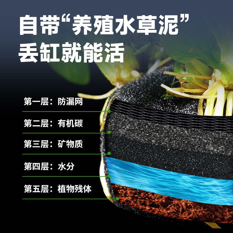 水草迷你九冠大叶绿皇冠阴性鱼缸造景植物好养新手懒人淡增氧真草