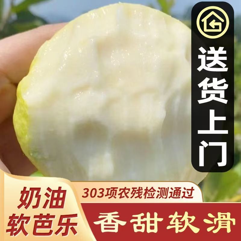 广东白心黄金奶油软糯芭乐