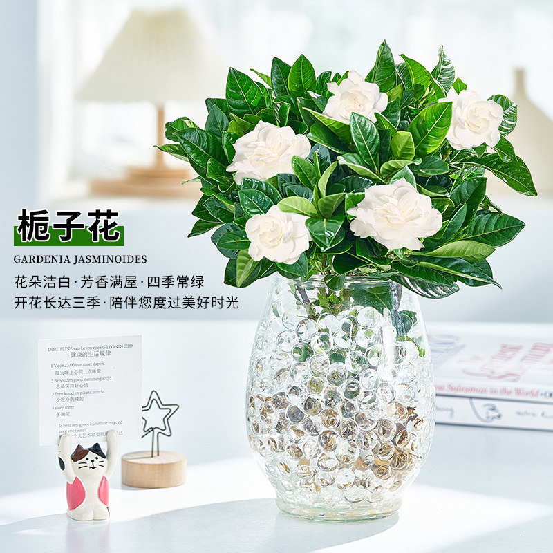 栀子花水培植物盆栽四季开花浓香绿植室内好养办公室净化空气花,鲜花速递/花卉仿真/绿植园艺,时令草本花卉,淘宝优惠券,粉丝福利购,淘宝优惠卷